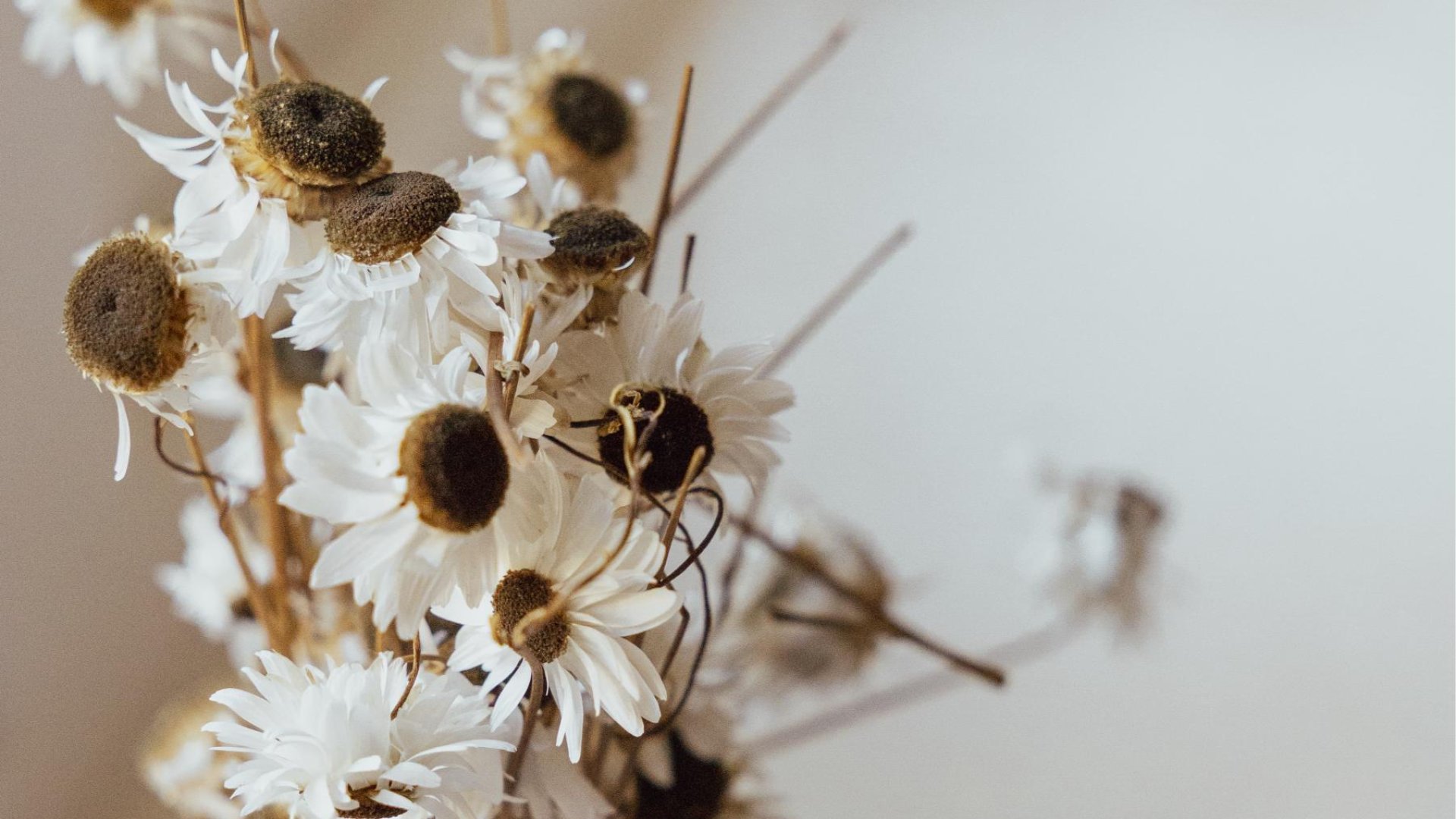 Algemene voorwaarden